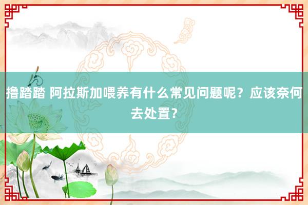 撸踏踏 阿拉斯加喂养有什么常见问题呢？应该奈何去处置？